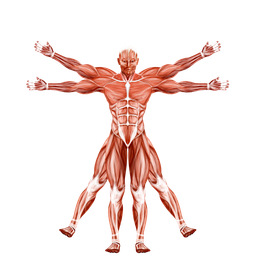Dr. Muscle